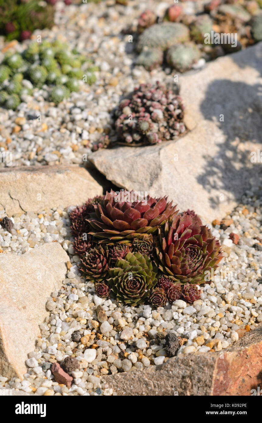 Houseleek (Sempervivum) Stock Photo