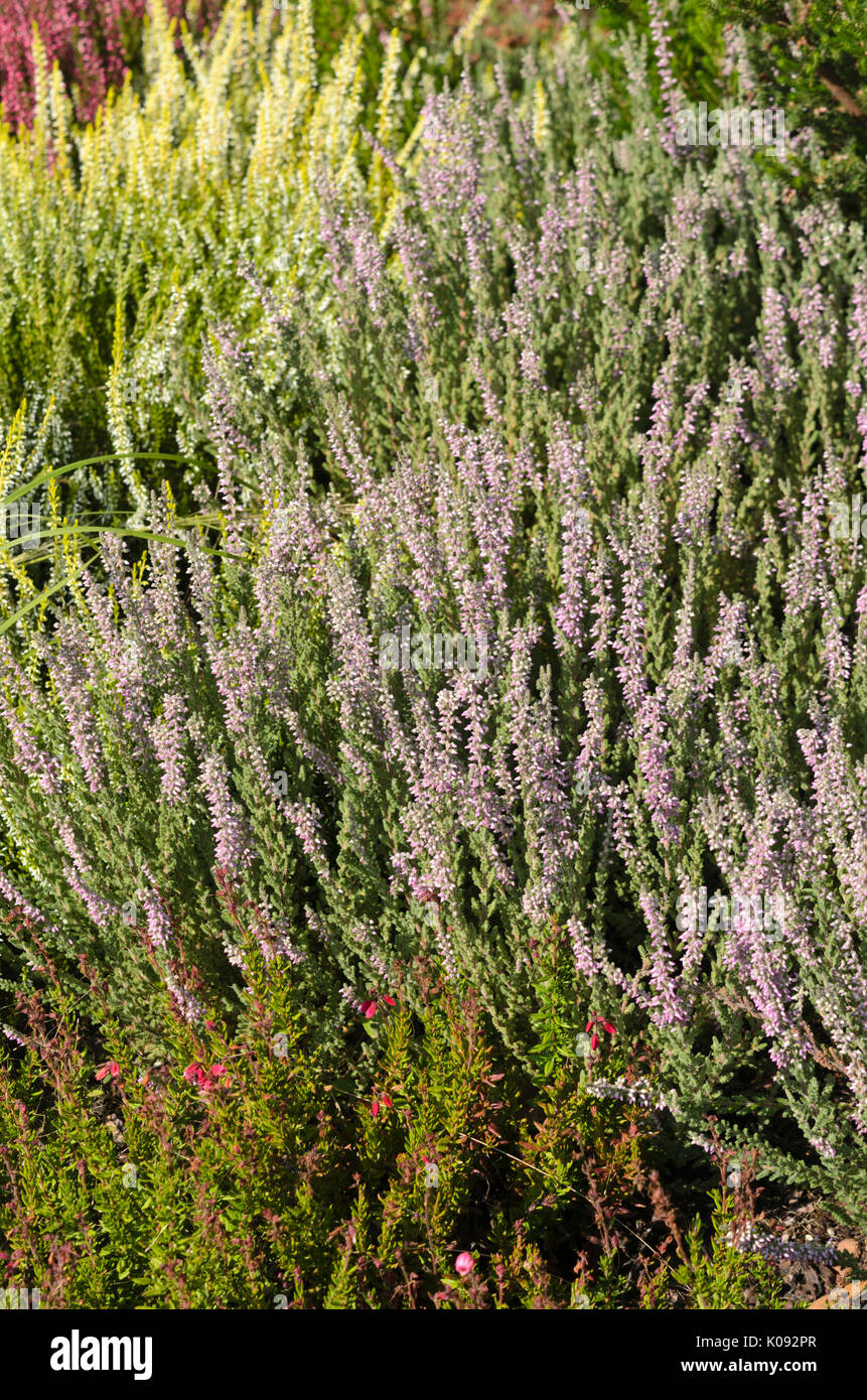 Common heather (Calluna vulgaris 'Garden Girls Silvana') Stock Photo
