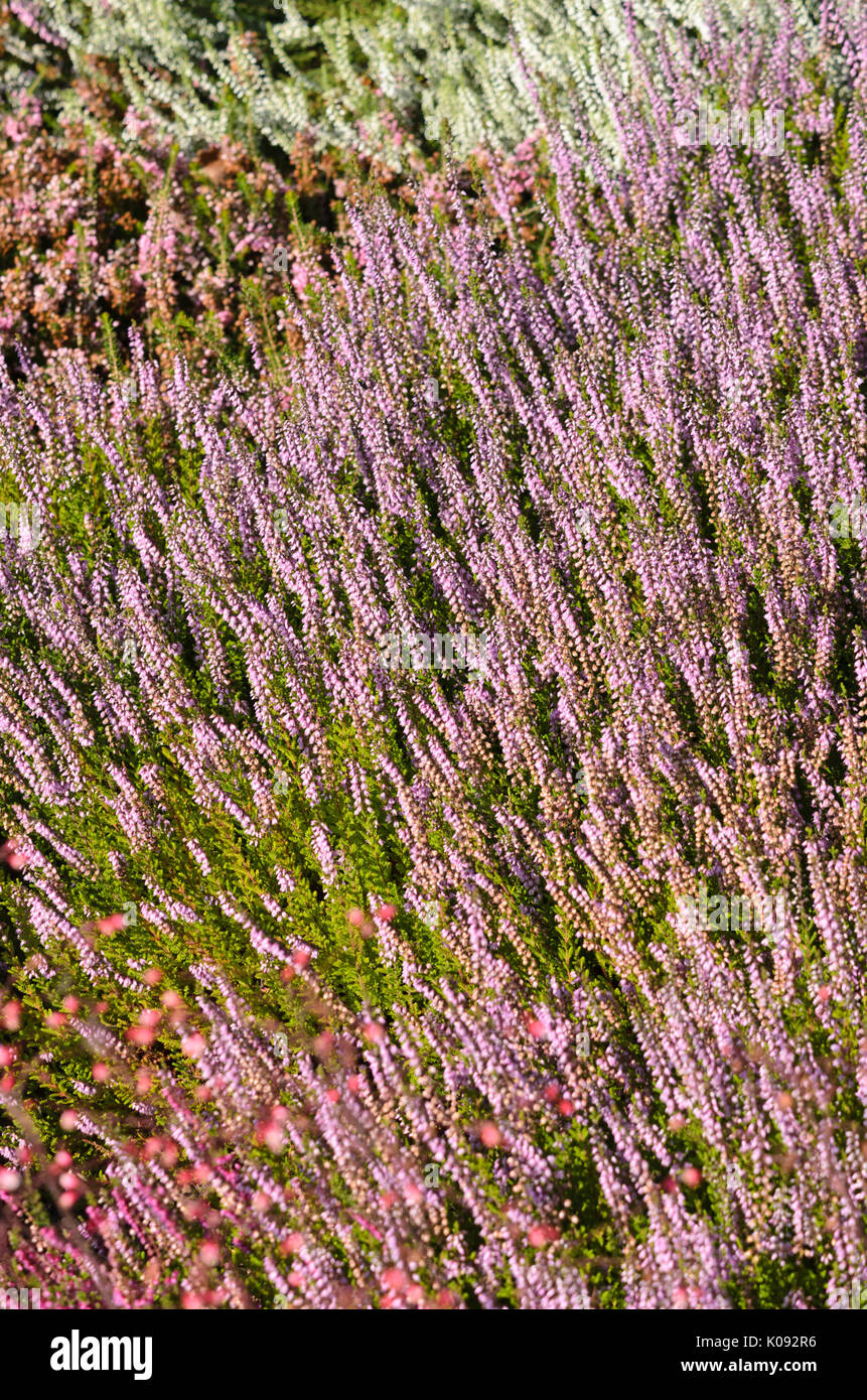Common heather (Calluna vulgaris 'Spring Torch') Stock Photo
