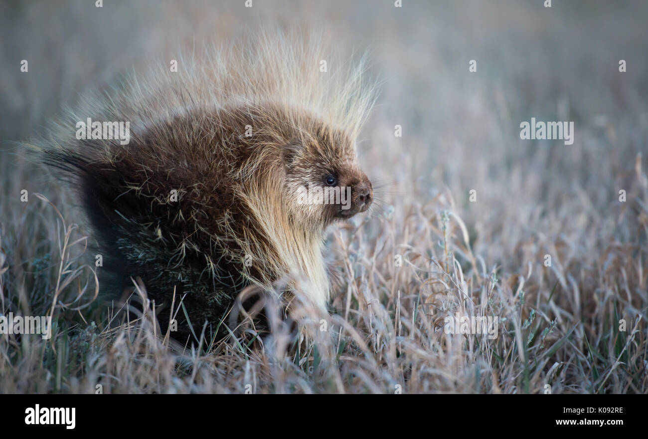 Porcupine in Southern Alberta Stock Photo Alamy
