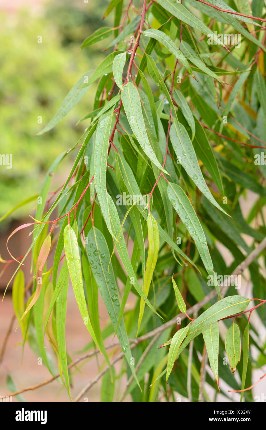 Lemon-scented gum (Corymbia citriodora syn. Eucalyptus citriodora) Stock Photo