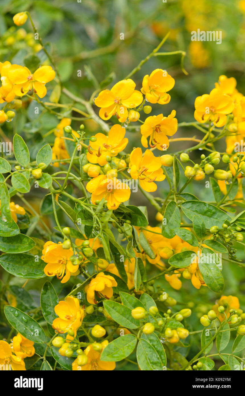 Cassia corymbosa hi-res stock photography and images - Alamy
