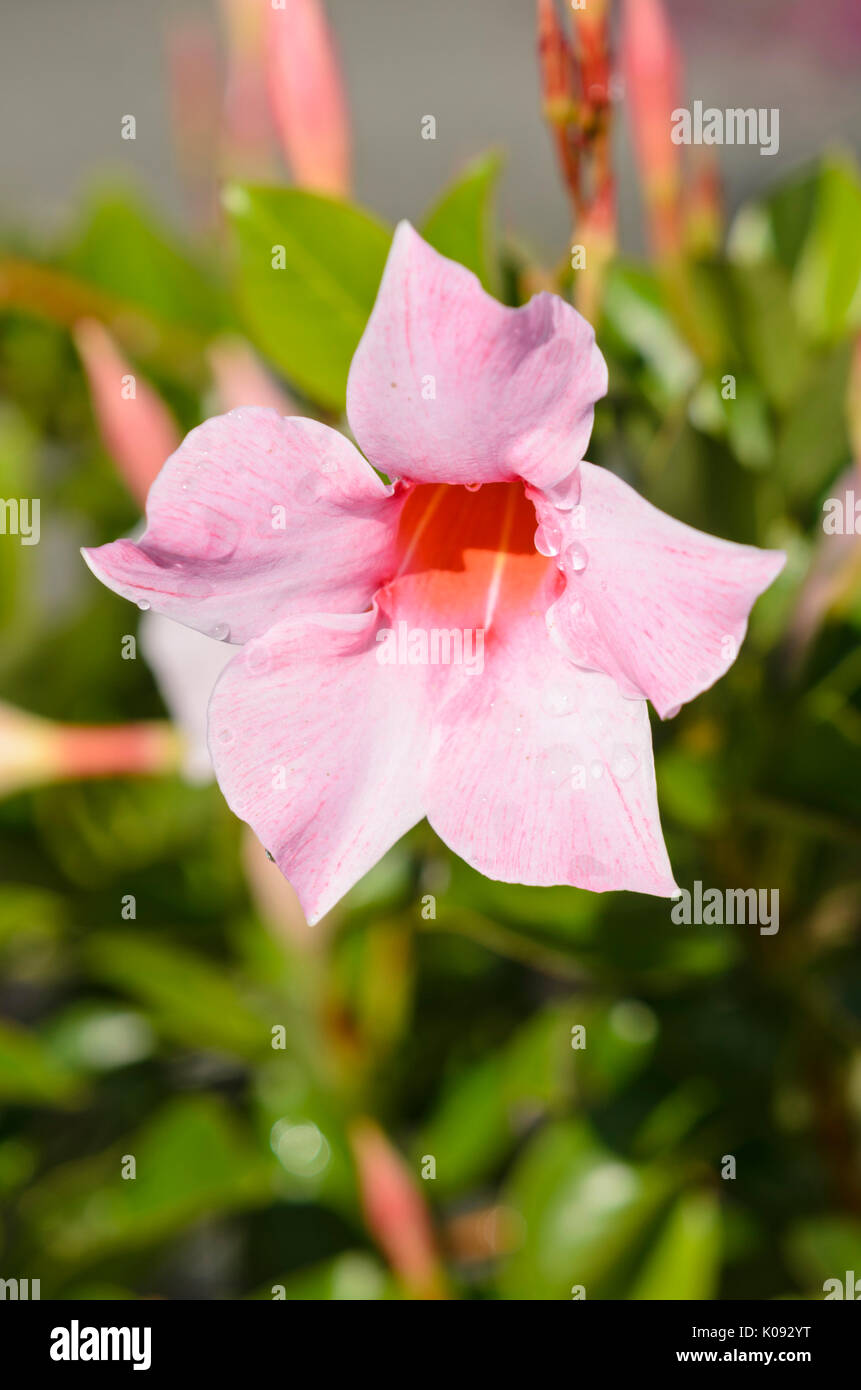 Brazilian jasmine (Mandevilla sanderi 'Sundaville Cream Pink' syn. Dipladenia sanderi 'Sundaville Cream Pink') Stock Photo