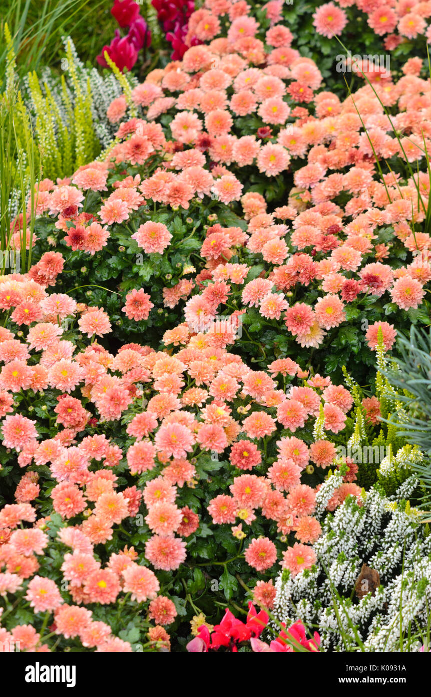 Chrysanthemums (Chrysanthemum) Stock Photo