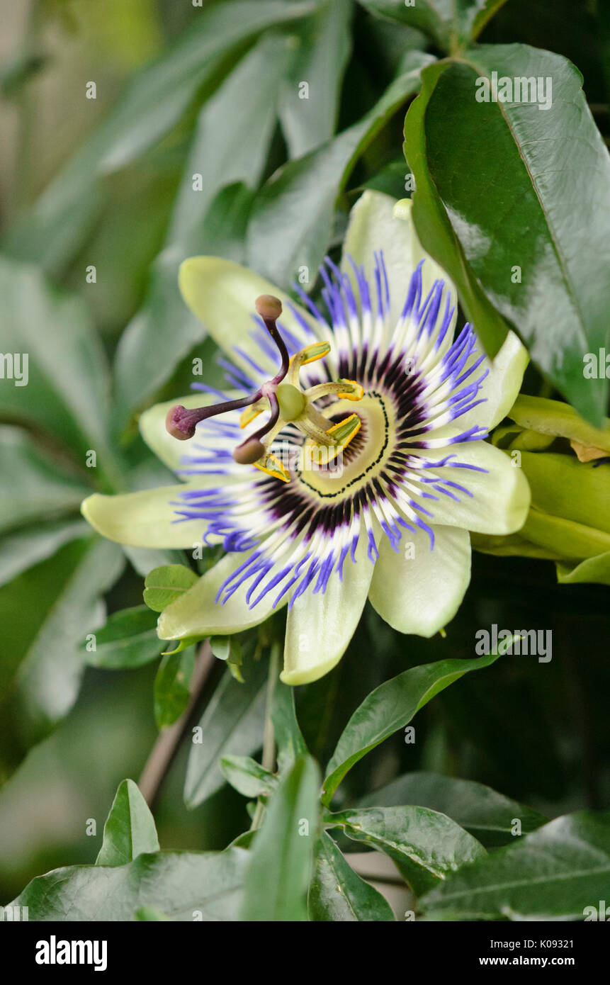 Blue passion flower (Passiflora caerulea) Stock Photo