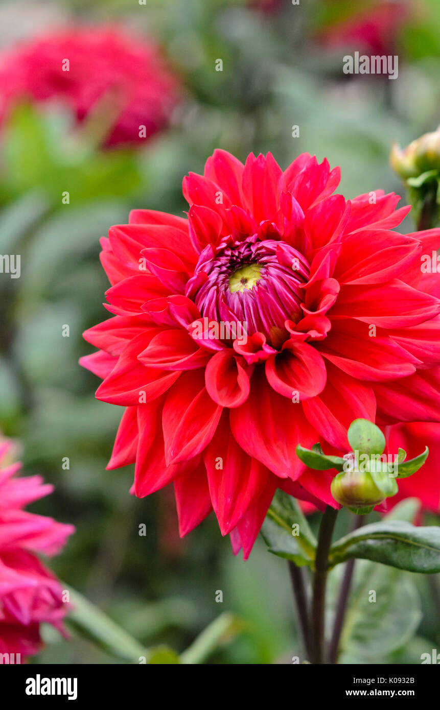 Decorative dahlia (Dahlia Hapet First David Stock Photo Alamy