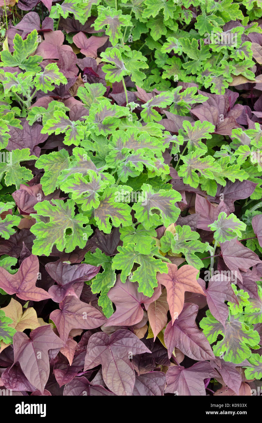 Scented pelargonium (Pelargonium Chocolate Peppermint) and sweet potato (Ipomoea batatas) Stock Photo