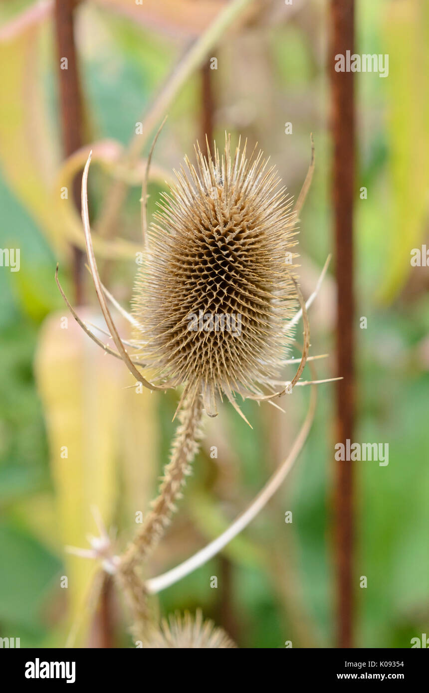 Common teasel (Dipsacus fullonum) Stock Photo