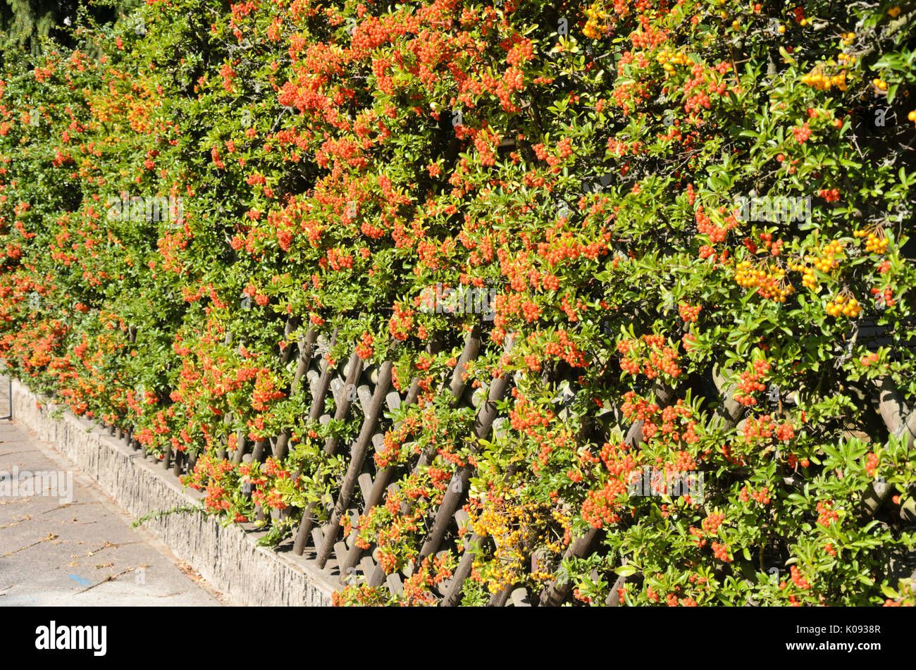 Firethorn (Pyracantha) Stock Photo