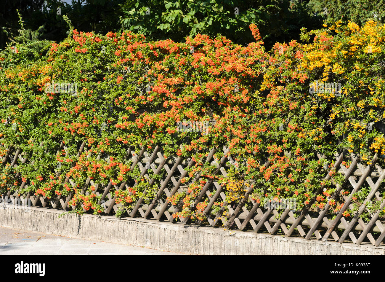 Firethorn (Pyracantha) Stock Photo