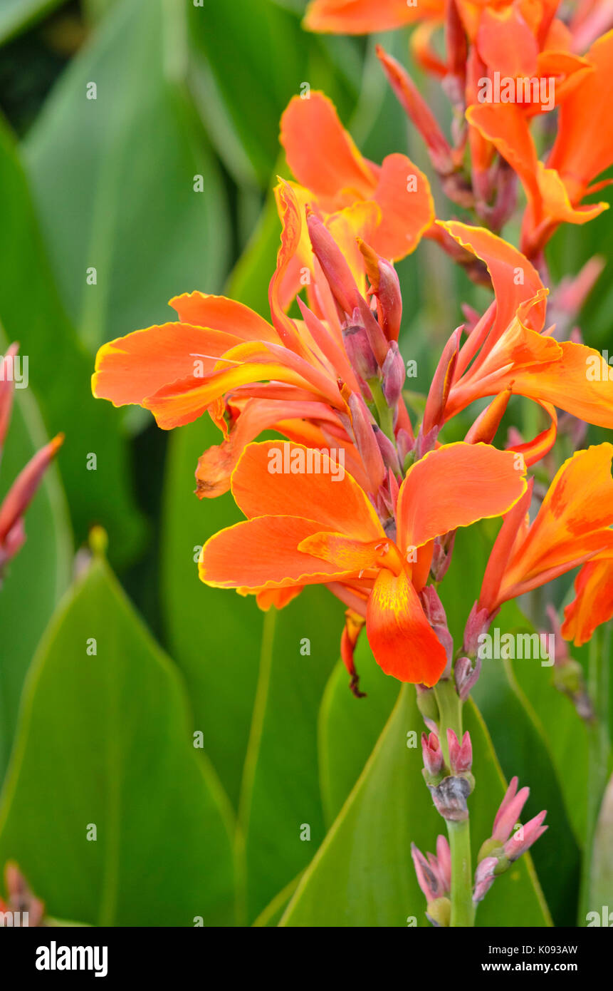 Indian shot (Canna indica 'Liberation') Stock Photo