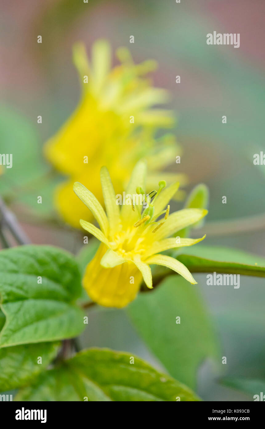 Citrus-yellow passion flower (Passiflora citrina) Stock Photo