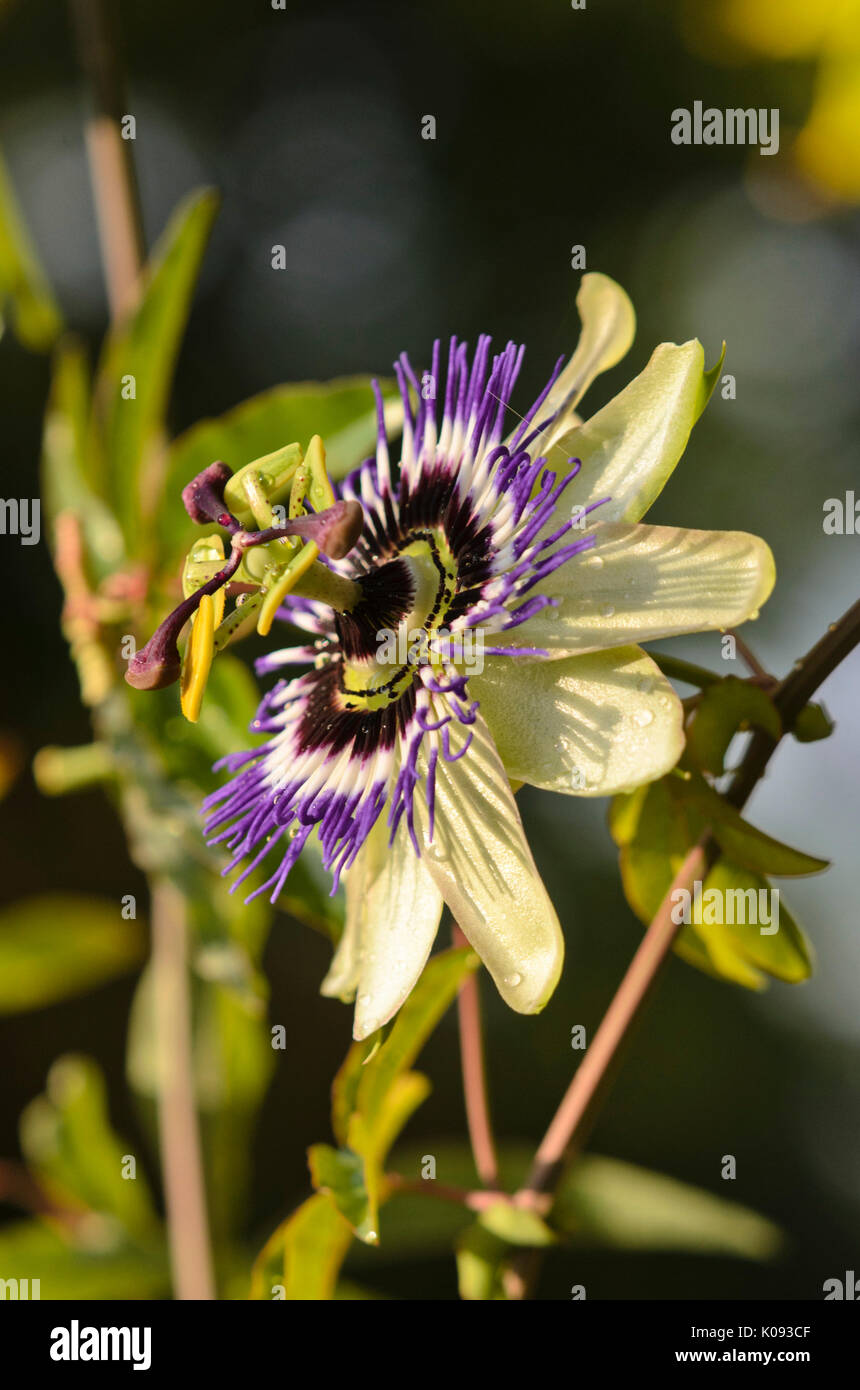 Passion flower (Passiflora Andy) Stock Photo