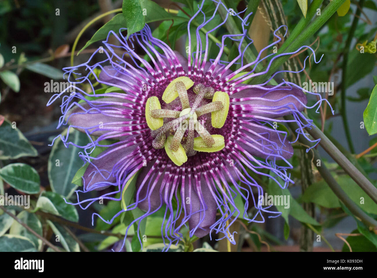 Passion flower (Passiflora cincinnata) Stock Photo