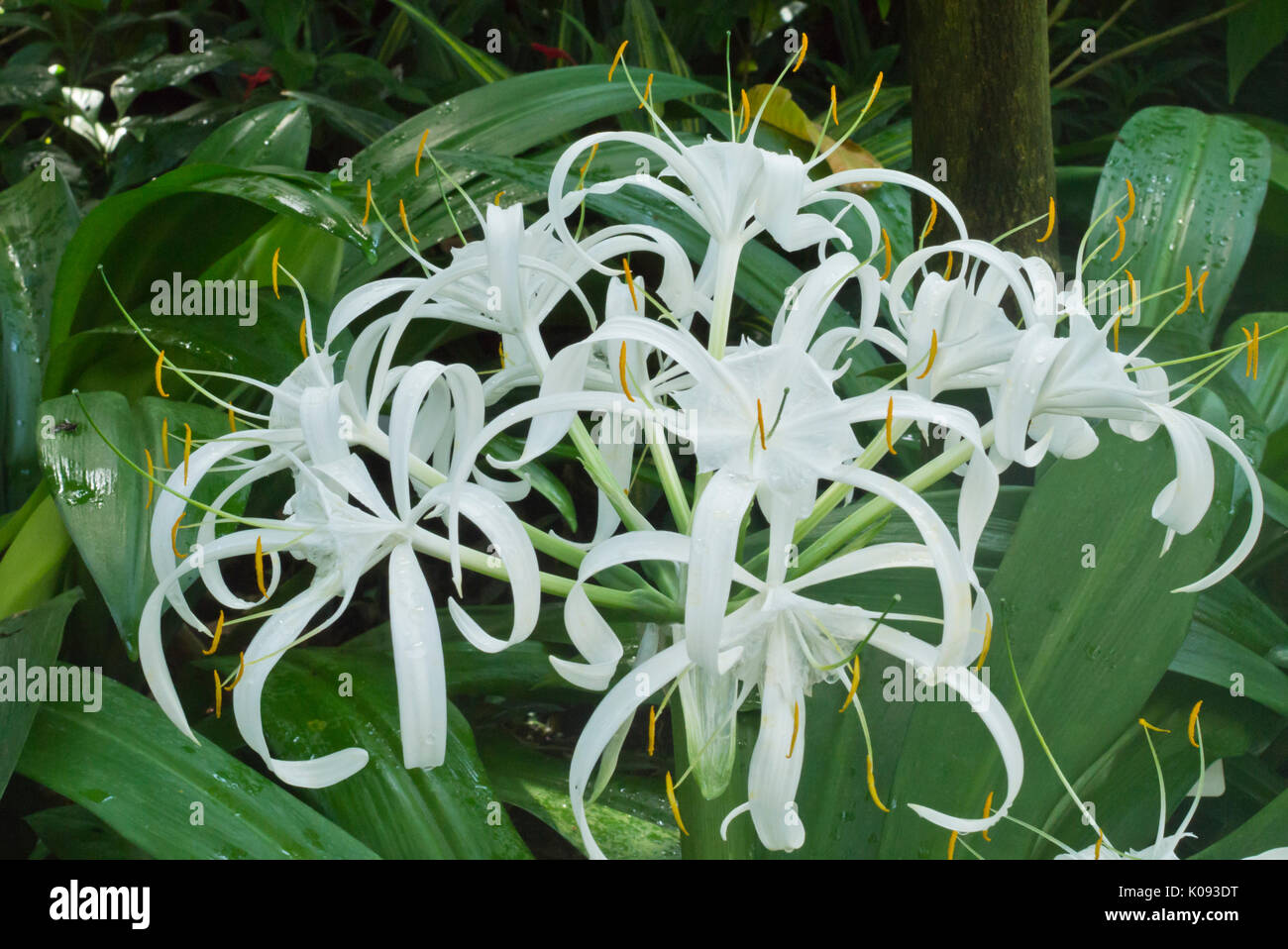 Spider lily (Hymenocallis eucharidifolia) Stock Photo