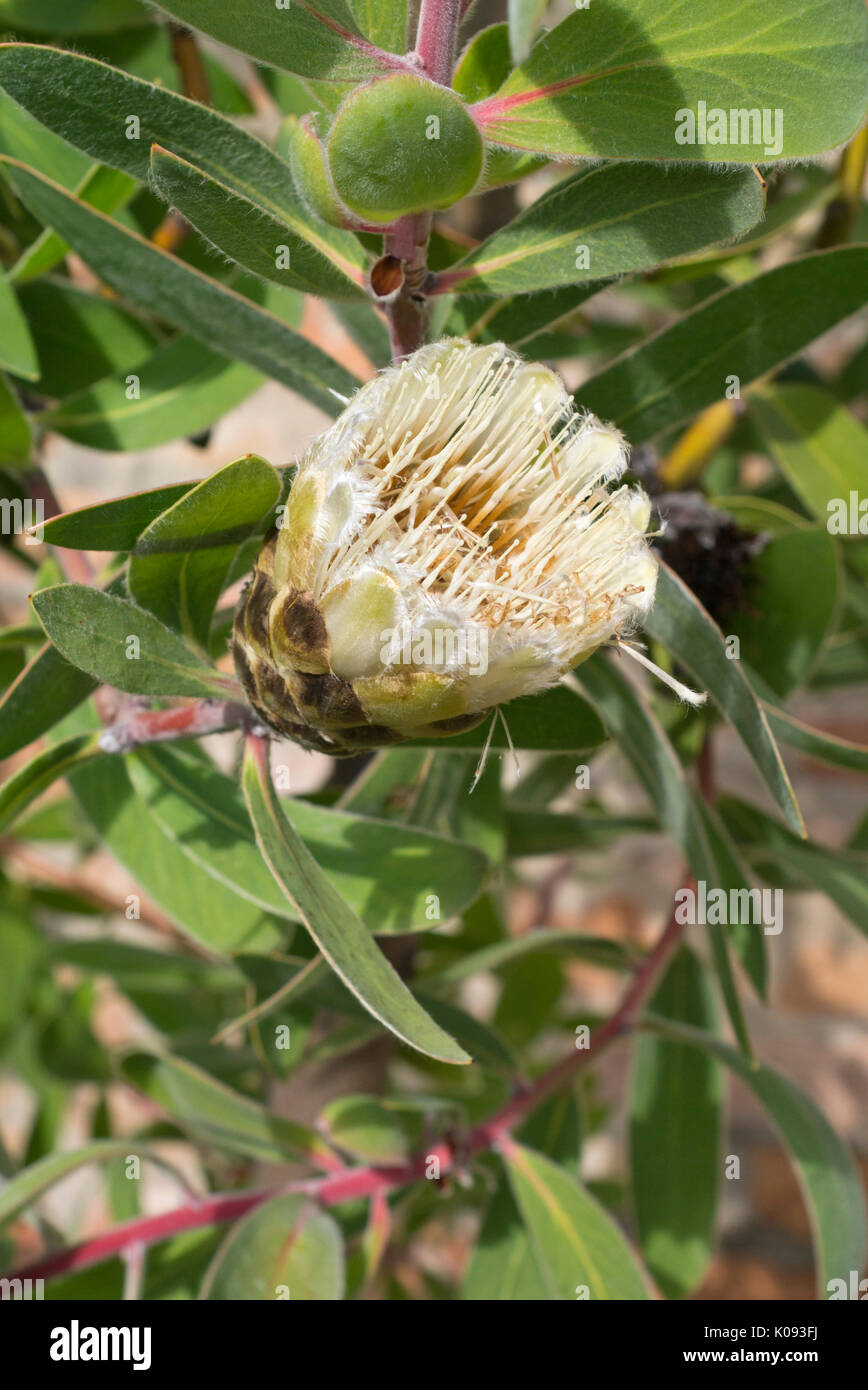 Forest sugarbush (Protea mundii) Stock Photo