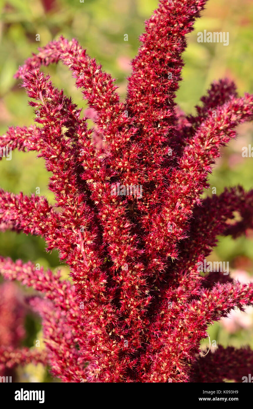 Red amaranth (Amaranthus cruentus 'Oeschberg') Stock Photo
