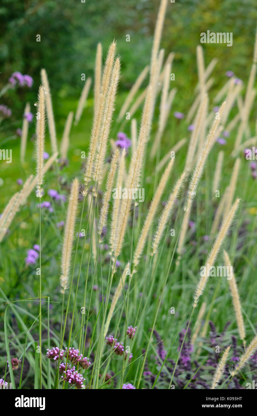 African feather grass (Pennisetum macrourum 'White Lancer') Stock Photo