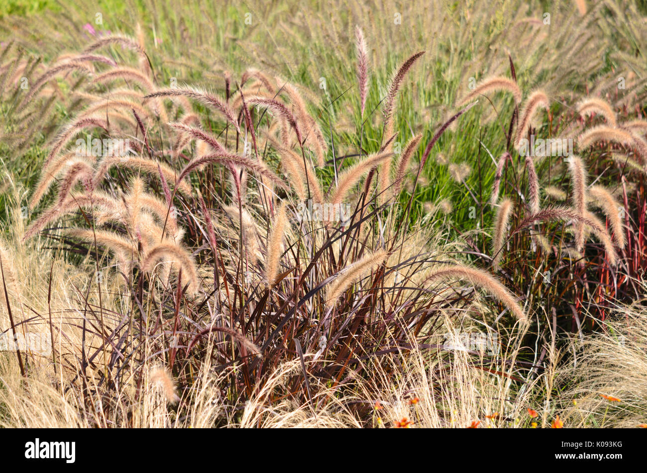 Fountain grass (Pennisetum setaceum 'Rubrum') Stock Photo