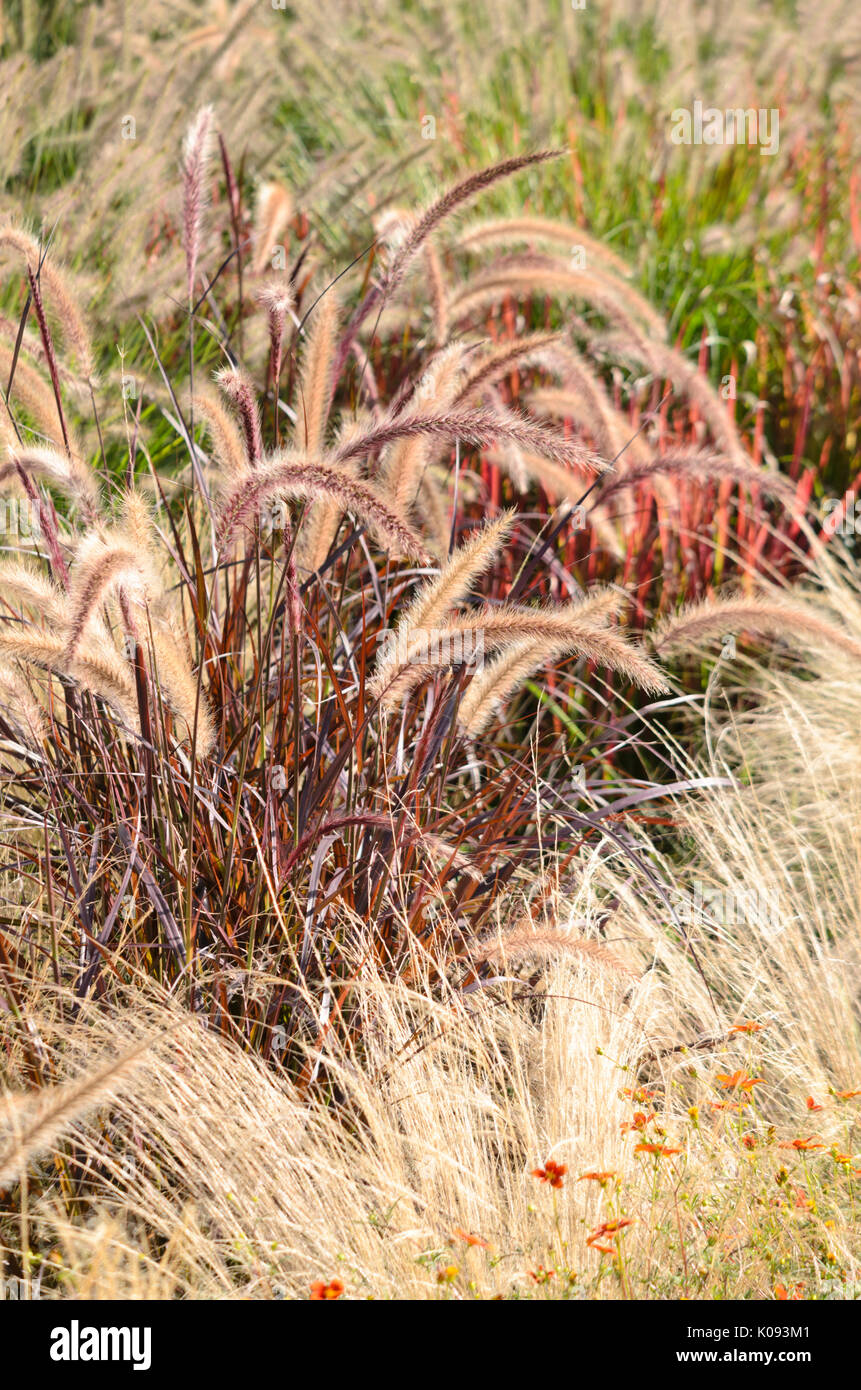 Fountain grass (Pennisetum setaceum 'Rubrum') and Mexican feather grass (Nassella tenuissima syn. Stipa tenuissima) Stock Photo