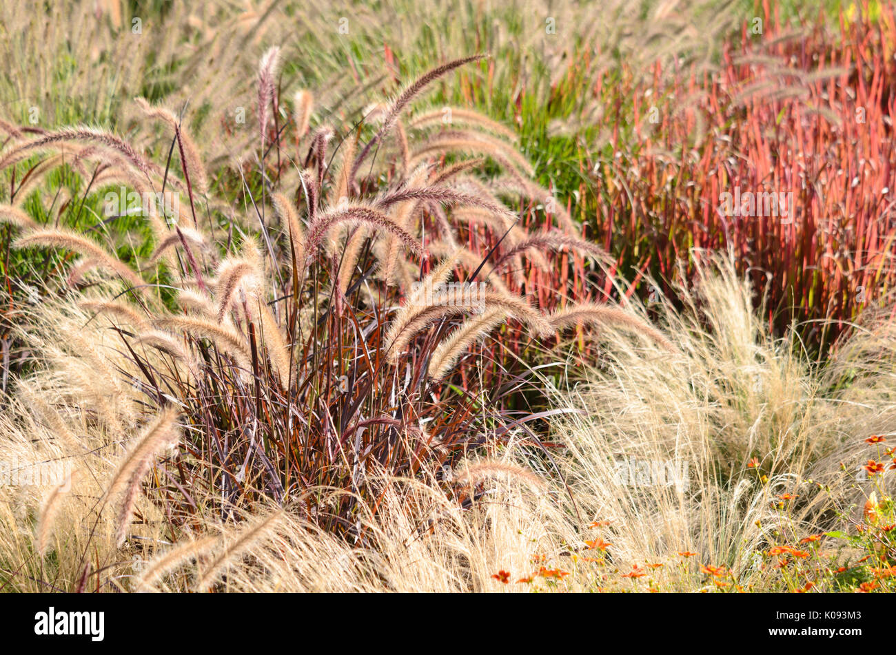 Fountain grass (Pennisetum setaceum 'Rubrum') and Mexican feather grass (Nassella tenuissima syn. Stipa tenuissima) Stock Photo