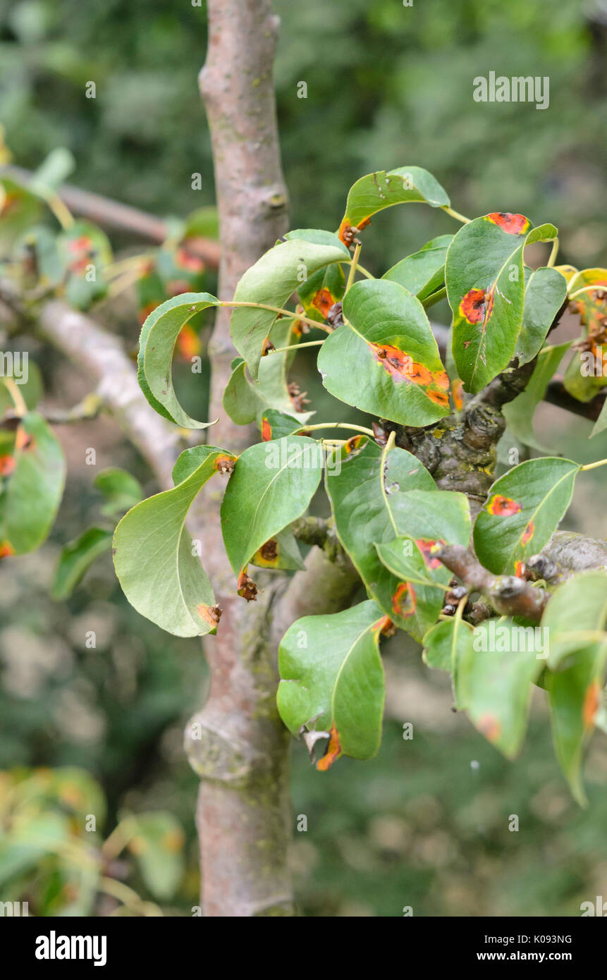 Pear (Pyrus) and pear rust (Gymnosporangium fuscum syn. Gymnosporangium sabinae) Stock Photo