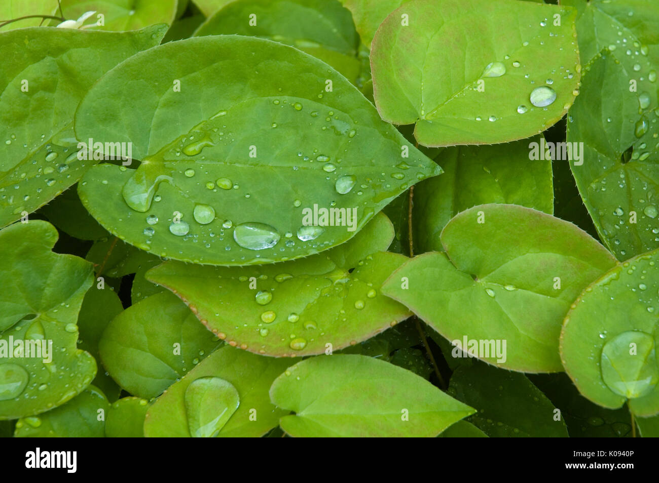 Water droplets on lotus leaves hi-res stock photography and images - Alamy