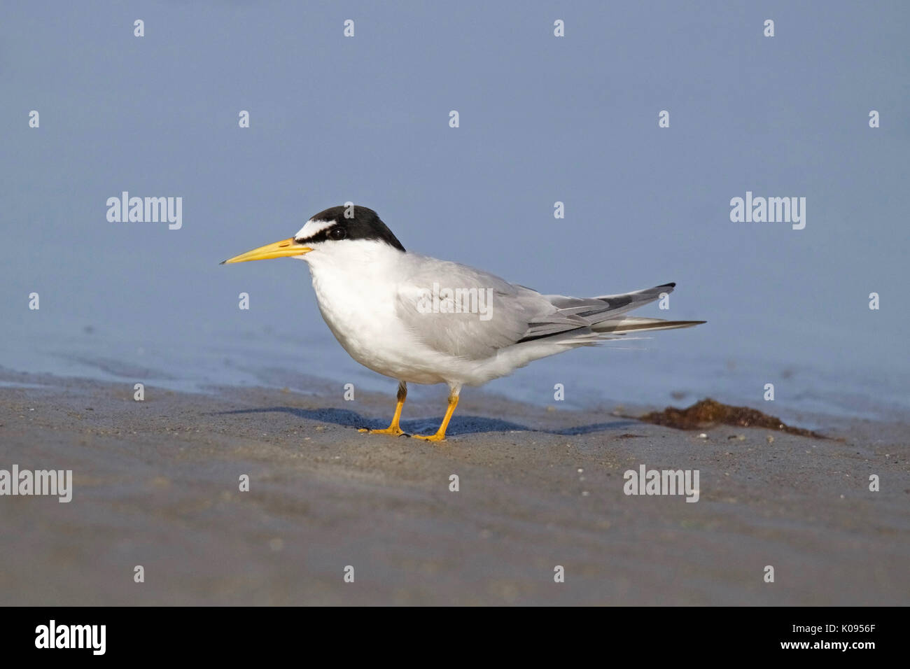 An endangered least tern Sternula antillarum standing on the shore Stock Photo