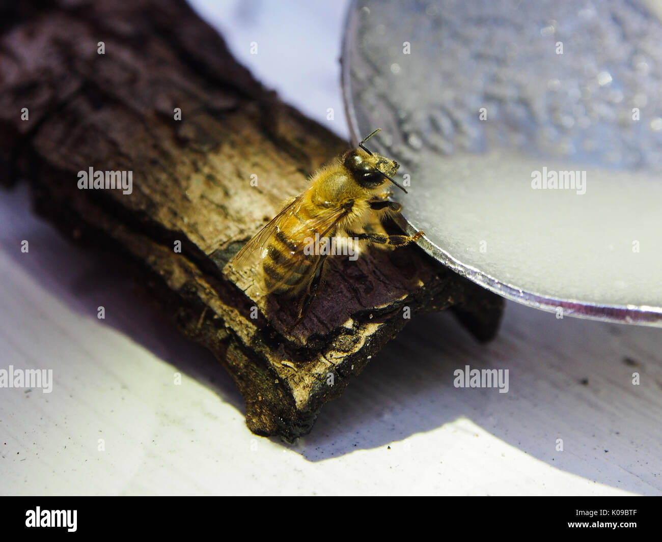 Bee sugar water spoon hires stock photography and images Alamy