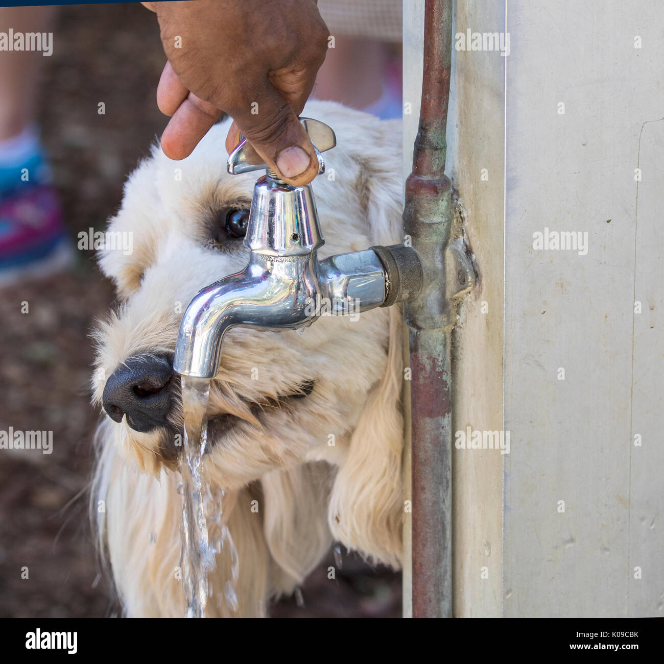 dog drinking water from tap Stock Photo