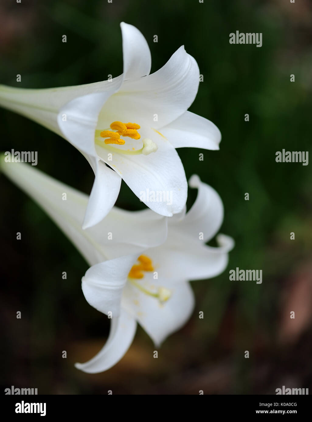Common Easter lilies showing beautiful white petals against a dark background, known as ilium longiflorum. Stock Photo
