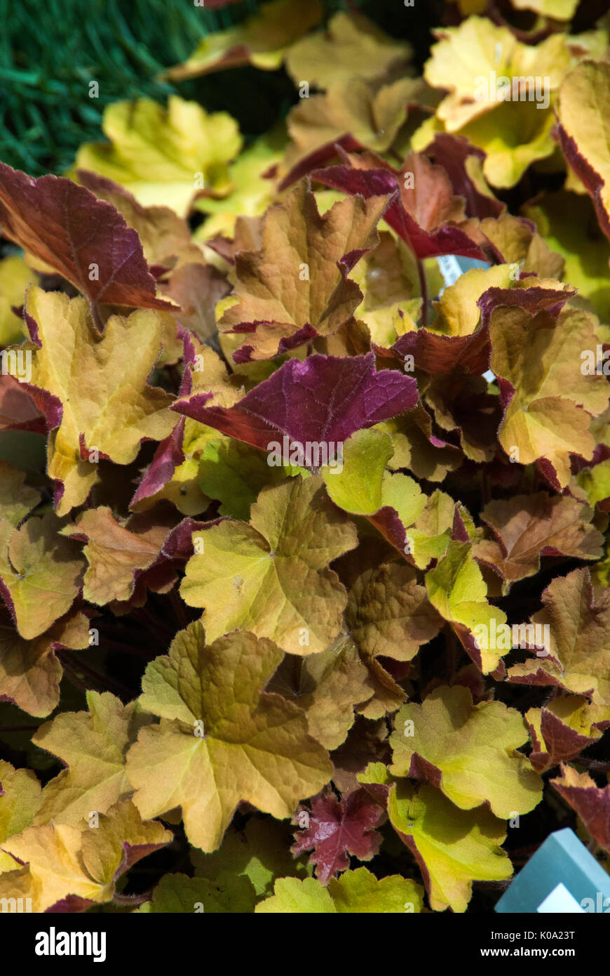 HEUCHERA VILLOSA ' Caramel' Stock Photo