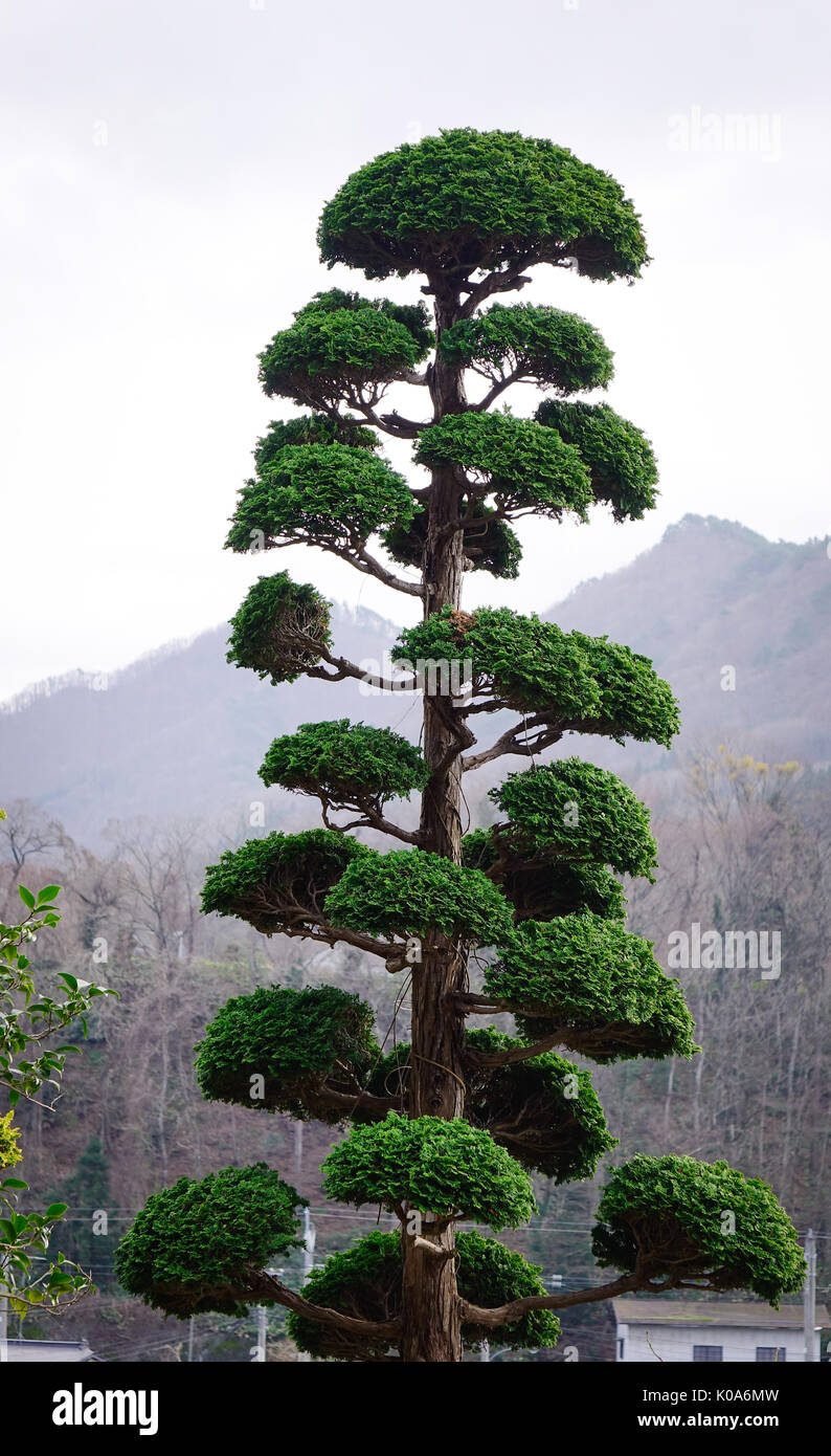 Japanese bonsai at the garden in Kyoto, Japan Stock Photo Alamy