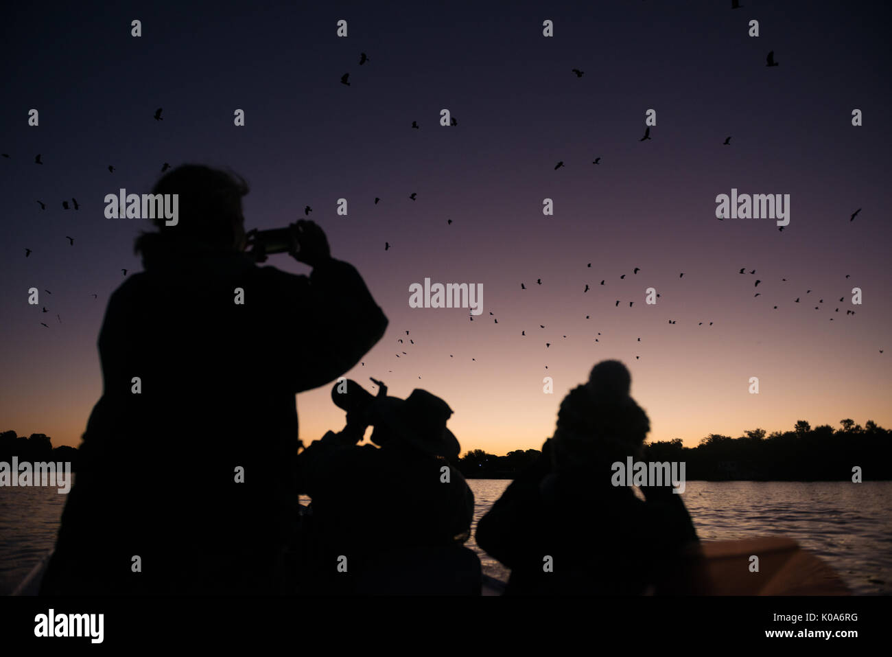 Tourists photographing a group of Snail Kites on migration in the Pantanal Stock Photo
