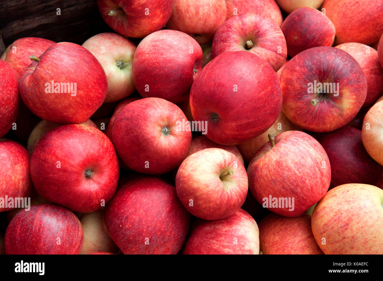 Gala apples Stock Photo