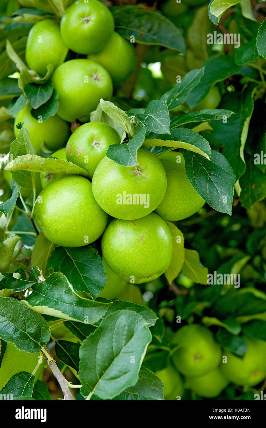 Australian apples hires stock photography and images Alamy
