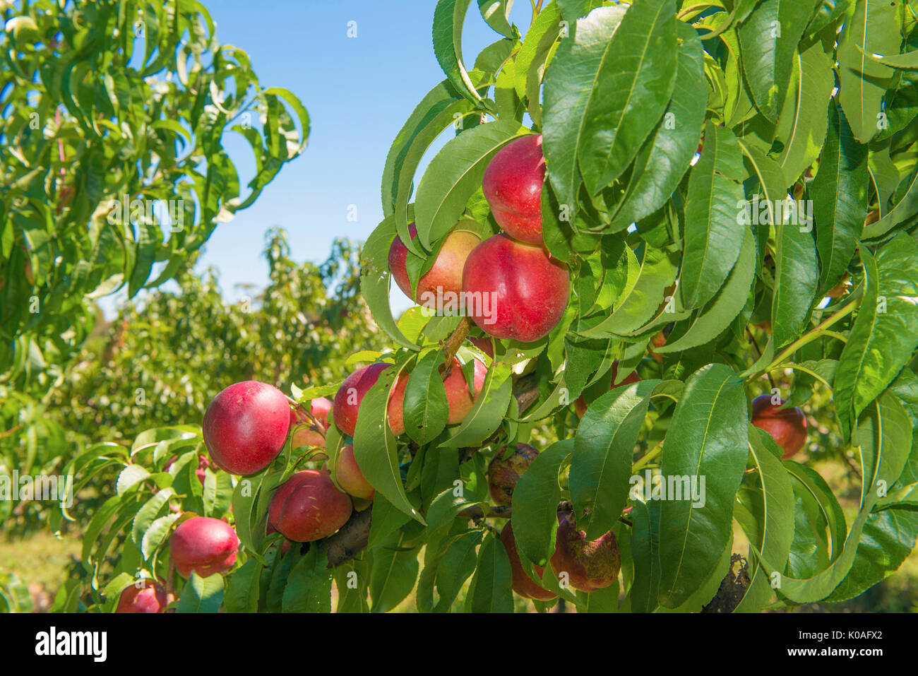 Nectarine tree hires stock photography and images Alamy