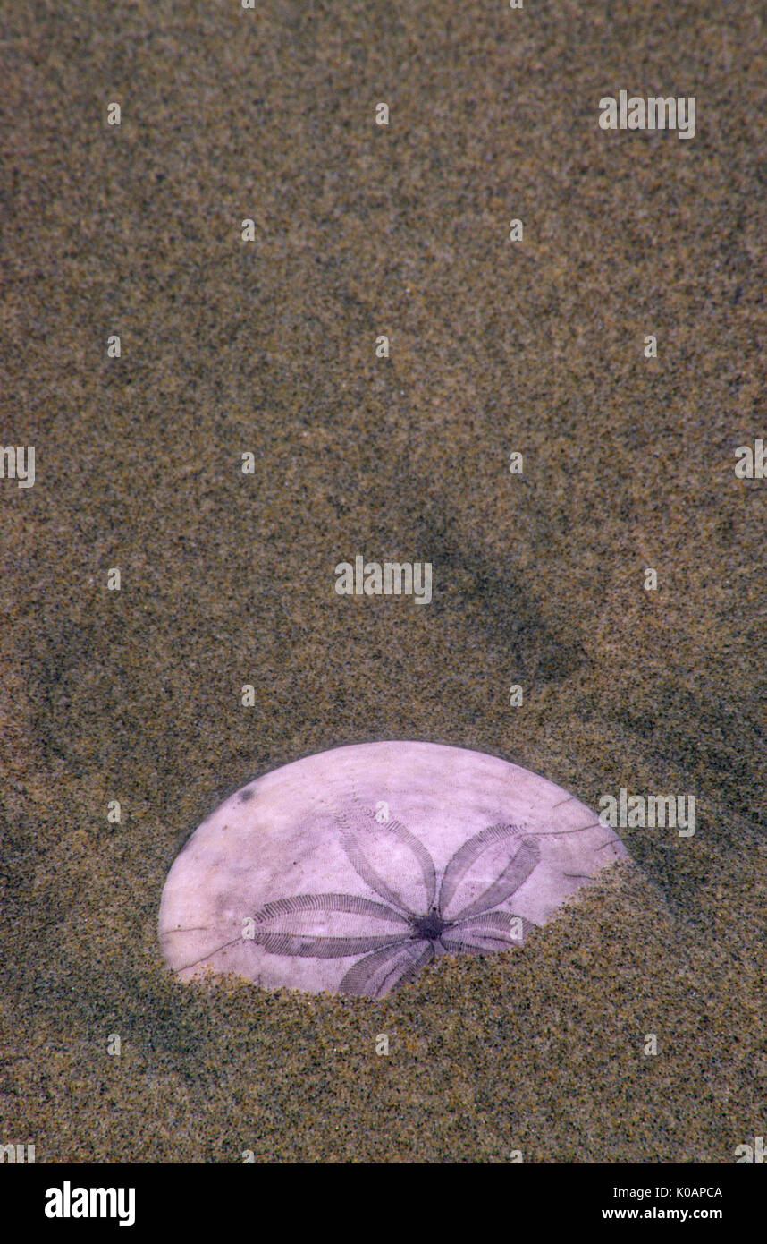 Sand dollar (Echinarachnius parma), Ecola State Park, Oregon Stock Photo