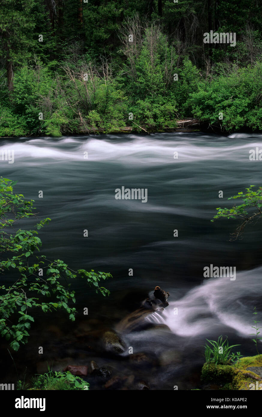 Metolius Wild and Scenic River, Deschutes National Forest, Oregon Stock Photo