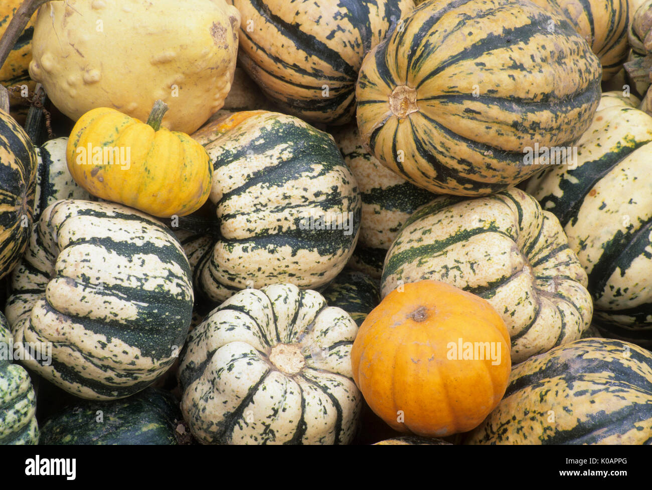 Squash at produce stand, Marion County, Oregon Stock Photo Alamy
