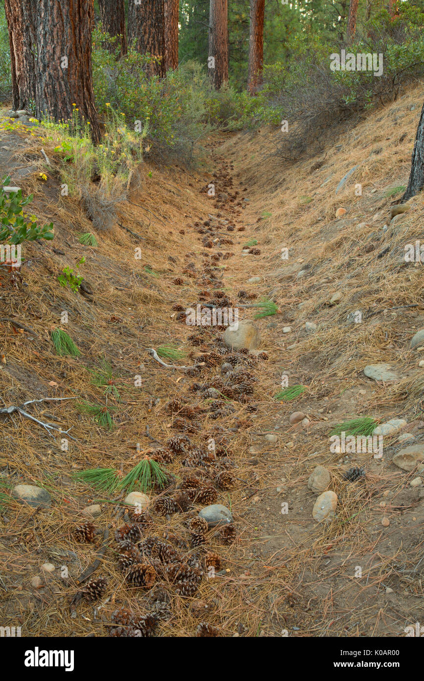 Diversion canal along Whychus Creek Trail, Whychus Creek Wild and