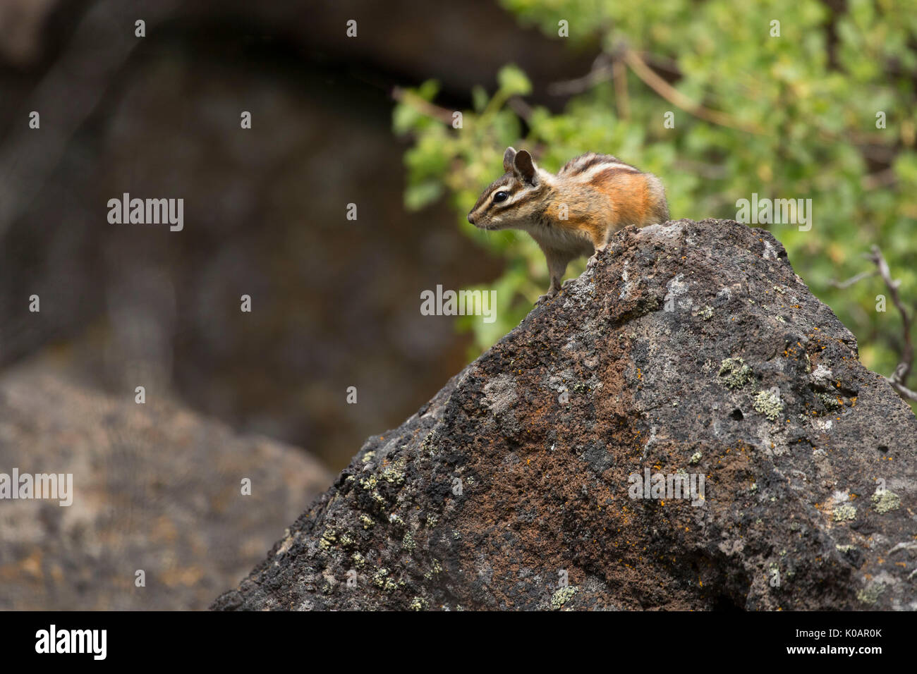 Chipmunk at South Ice Cave, Deschutes National Forest, Oregon Stock Photo