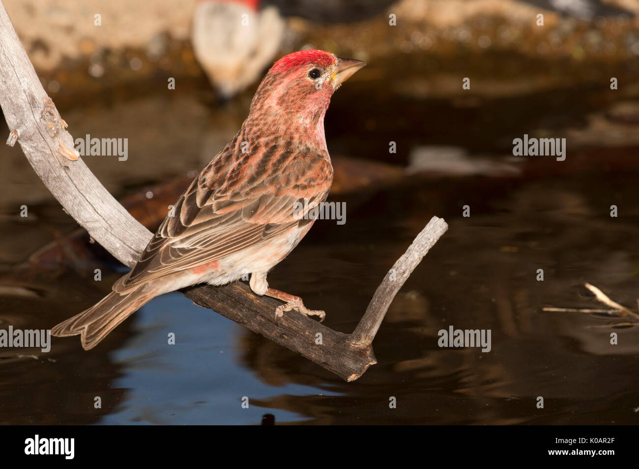 Cassin's finch (Haemorhous cassinii) at Cabin Lake bird blind, Deschutes National Forest, Oregon Stock Photo