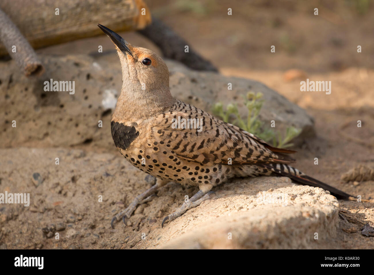 Northern Flicker Colaptes Auratus At Cabin Lake Bird Blind Stock