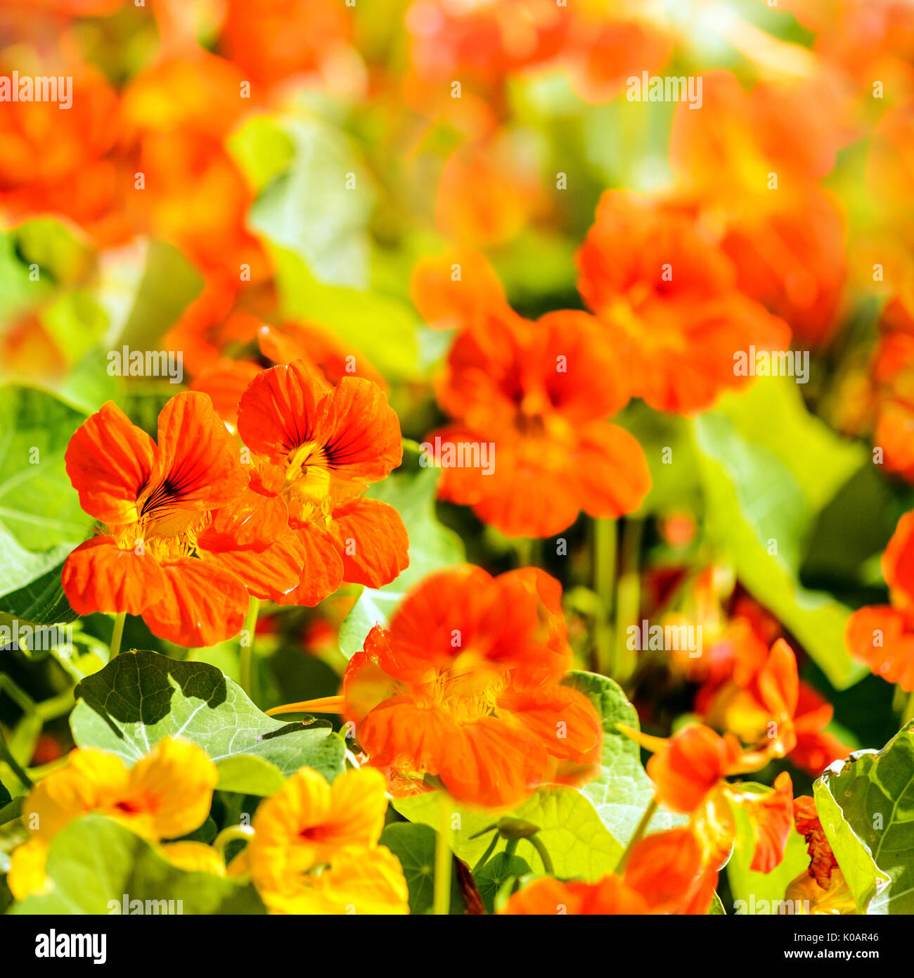Field of summer flowers close up Stock Photo