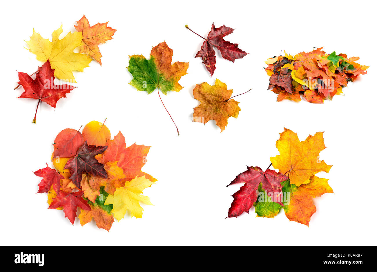 Collection of fall maple leaves set  isolated on white background Stock Photo
