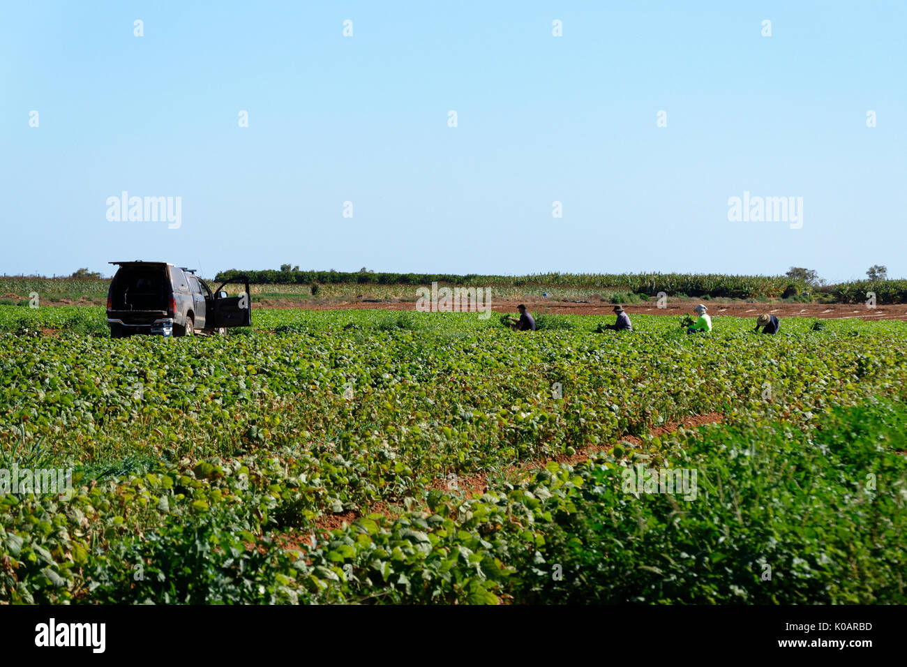 Orchard workers, Carnarvon, Gascoyne, Western Australia Stock Photo