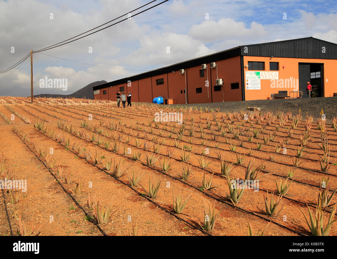 Aloe vera plants commercial cultivation factory building hi-res stock  photography and images - Alamy