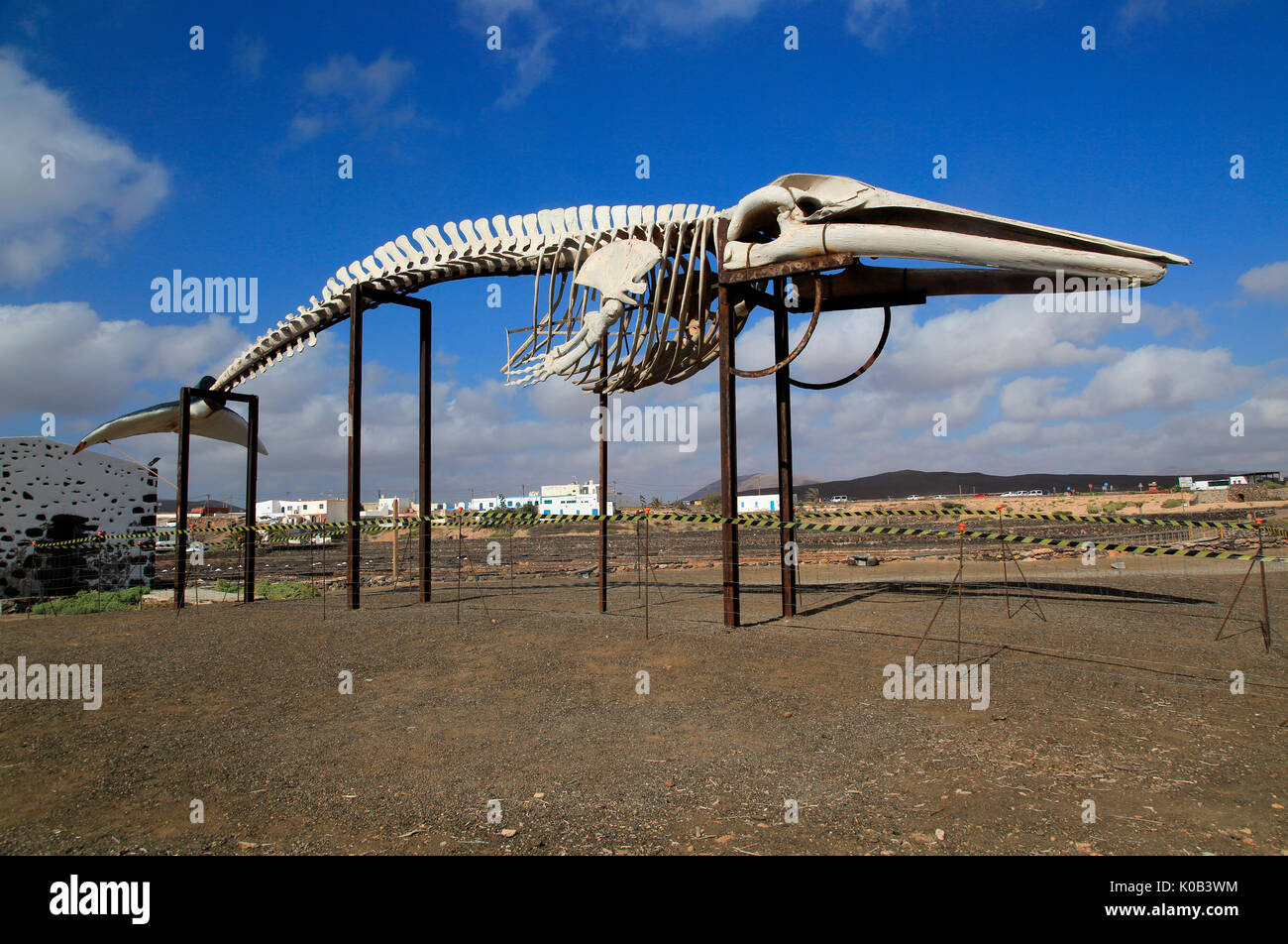 Sperm whale skeleton, Physeter macrocephalus, at Las Salinas del Carmen, Fuerteventura, Canary Islands, Spain Stock Photo