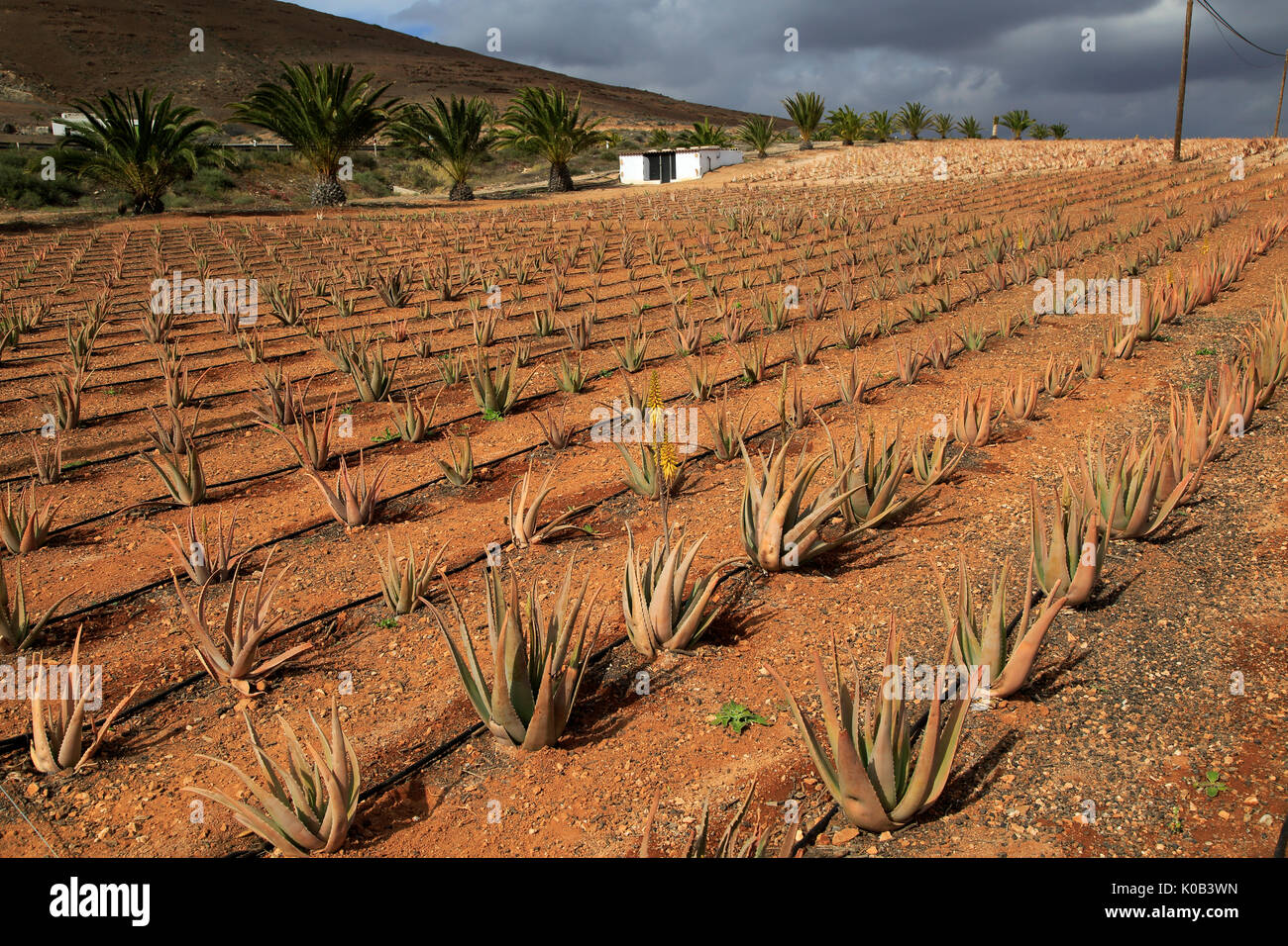 Aloe vera plants commercial cultivation, Tiscamanita, Fuerteventura, Canary  Islands, Spain Stock Photo - Alamy